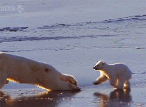 wildlife,polar bear,bears,animals,snow