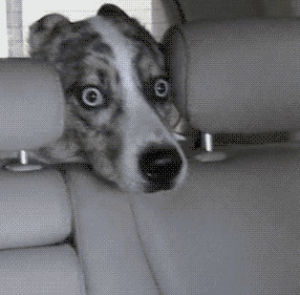 car,wash,wide eyes,backseat,dog,scared