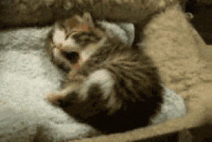 kitty,cat,cute,kitten,adorable,sleeping
