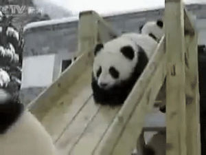 crashing,animals,panda,sliding,panda baby