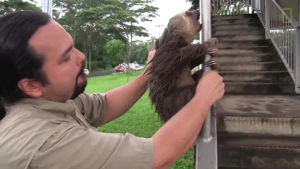 guy,sloth