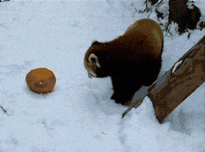 panda,something,pumpkin