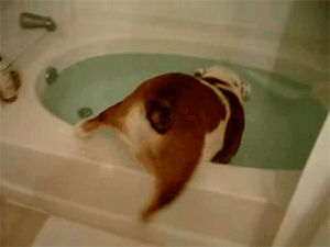 oops,shampoo,dog bath,butt,watch,bulldog