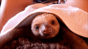 monday,sloth,mornings