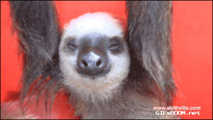 animals,sloth
