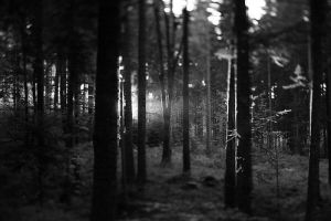 woods,black and white,nature,lolita