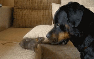 scared,dog,mouse