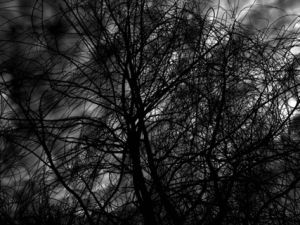 dark,black and white,nature,tree,own