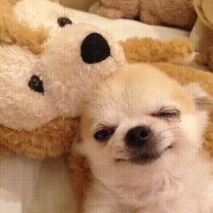 good night,teddy bear,puppy,sleepy,chill
