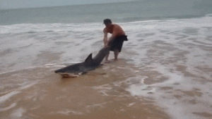 reverse animal rescue,water,shark