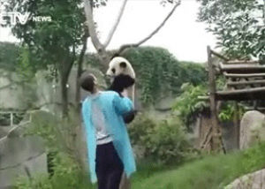 baby,help,panda,cub