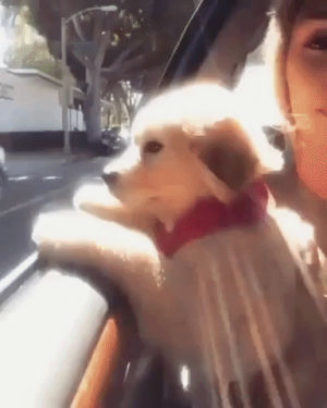 puppy,cute,aww,eyebleach,enjoying the ride