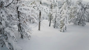 skiing,tree,snowy,oregon
