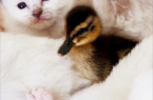 duck,kitty,cat,friends