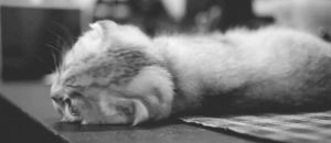 cat,cute,black and white,aww,table,scottish fold