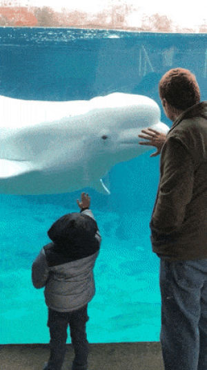 whale,human,young,beluga,messes
