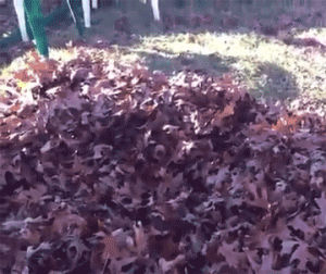 dog,fall,autumn,leaves