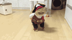 pirate,cat,animals