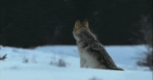 snow,animals,wolf,howl