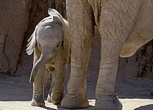 hug,elephant,baby elephant