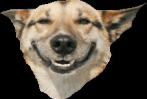 laugh,transparent,smile,stoned,funny,dog,lol,meme
