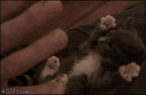cat,animals,cute,kitten,surprised,hands,tickled,mimics