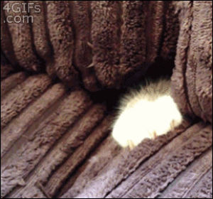 cat,animals,kitten,head,finger,couch,interested,escaping,hides