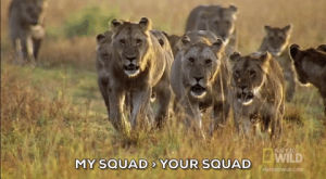 squad,lions,squad goals,nat geo wild,animals,deadly