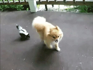 puppy,dog,skunk,animals,cute,animal,chasing,baby skunk