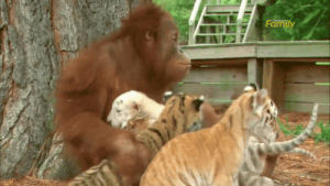 orangutan,animals,tiger