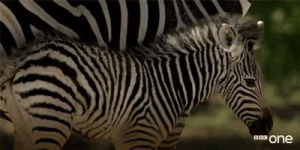 zebra,wildlife,zebras,cute,animals,bbc,bbc one,bbc1,bbc 1,safari,mom and baby,natures epic journeys