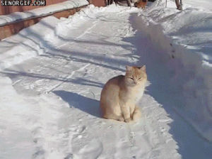 snowball,cat,fight,caturday,catcats