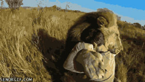 funny,lions,cuddles