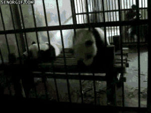 cage,animals,fall,panda,falling,escape,clever girl