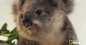 adorable,cute,animal,eating,wink,koala
