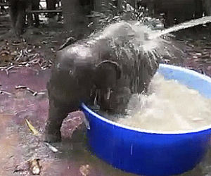 elephant,baby elephant,bath,shower
