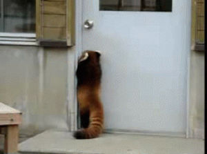 red panda,short,halp,help,god,jumping,door