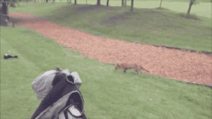 fox,golf