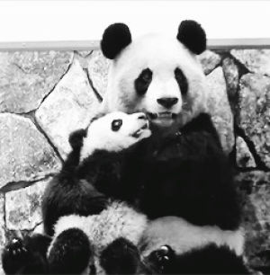 panda,hugging,nudge,animals