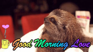 good morning love,sloth