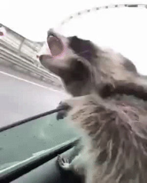 raccoon,window,car,catch,eyebleach,tries,raindrops