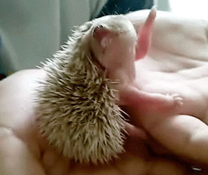 hedgehog tongue,baby animal tongue,cute hedgehog,baby animals,baby animal,baby animal tongues,tiny tongue