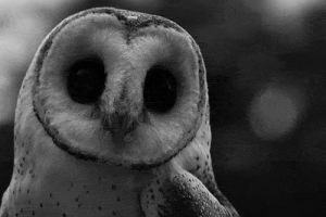 black and white,cute,kawaii,owl,myposts,owls