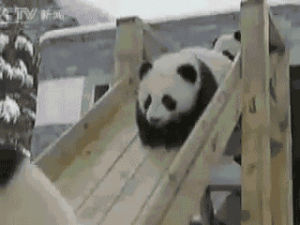animals,panda,sliding