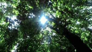 forest,trees,sun,leaves