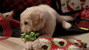 christmas animals,christmas present,cute,dog,christmas,puppy,golden retriever,alx,animal christmas,golden retriver puppy