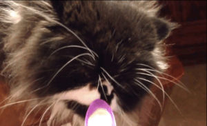 cat,video,from,eating,ice,gets,brain,cream,freeze,wdbj7news,hilarity,ensues
