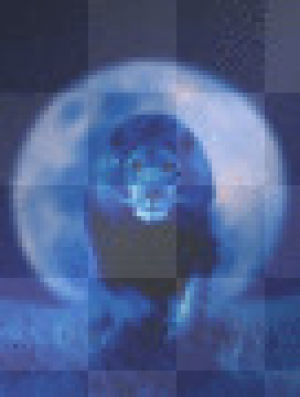 lion,picture,blue,blue moon
