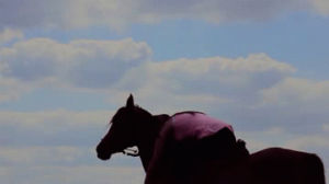 myhorsemybestfriend,animals,horse,watching,listening,horses,riding,equestrian,saint patricks day