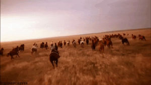 running,equestrian,animals,horse,drive,equine,stampede,gallop